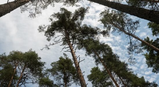 Conifers are getting taller in Sweden