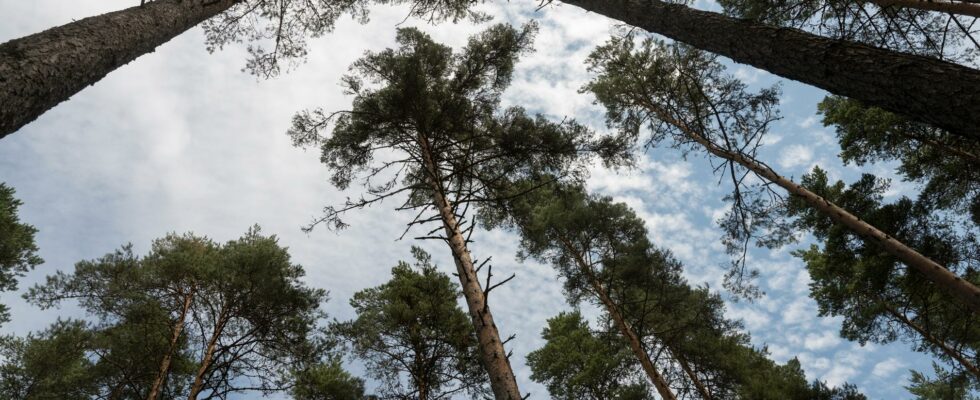 Conifers are getting taller in Sweden