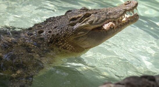 Crocodile horror Body parts of 12 year old girl found