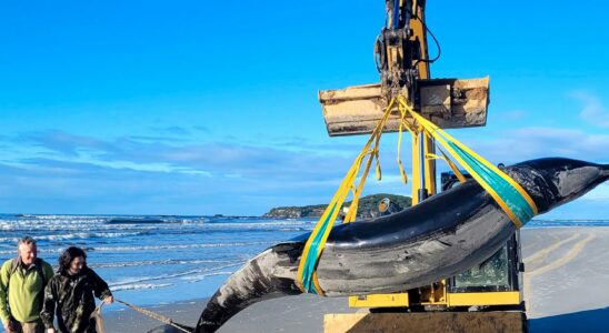 Dead whales may be the worlds rarest