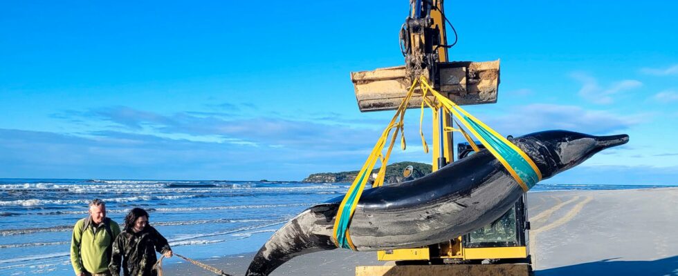 Dead whales may be the worlds rarest