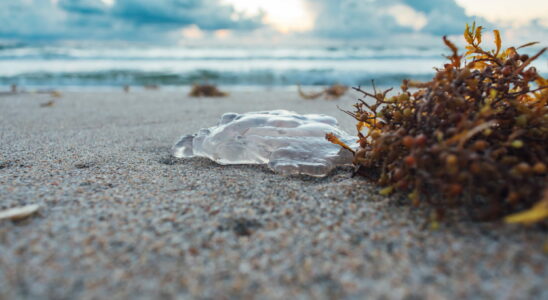 Dozens of beaches in France are already invaded by jellyfish