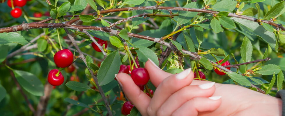 Eating your neighbors fruit is allowed on one condition heres