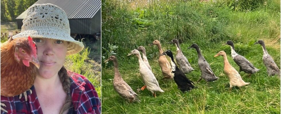 Emelie has army of ducks in the garden eats