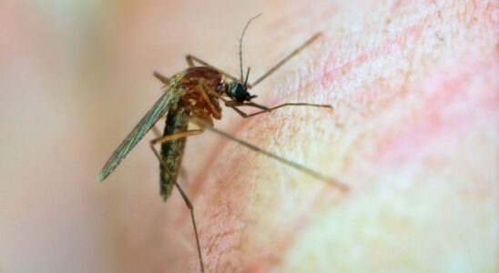 First two deaths caused by Oropouche fever in Brazil How