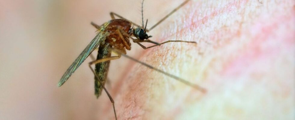 First two deaths caused by Oropouche fever in Brazil How