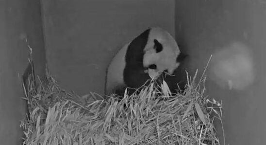 Giant panda born in Ouwehands second cub does not survive