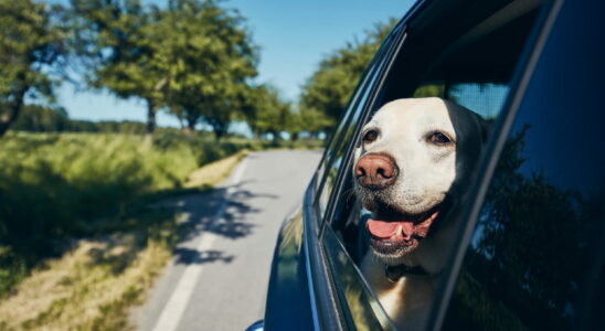 Going on vacation 2 tips from a veterinarian to prevent