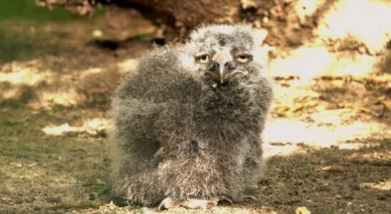 Harry Potters Hedwigs Owls Have Owlet Chicks in Amersfoort