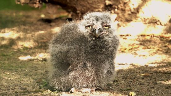 Harry Potters Hedwigs Owls Have Owlet Chicks in Amersfoort