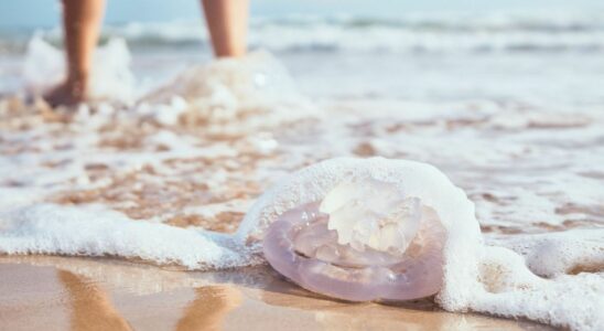 Jellyfish are back on our beaches Dr Kierzek reminds us