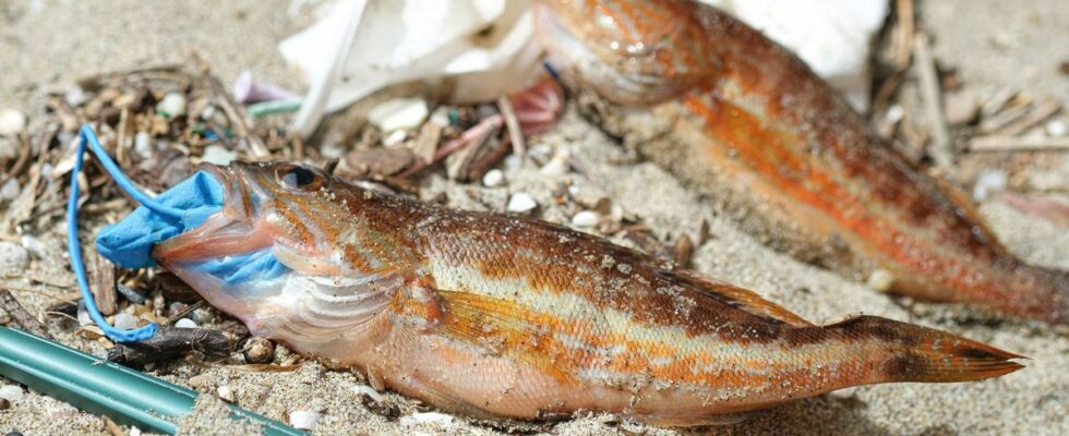 Microplastics penetrate deep into fish bodies