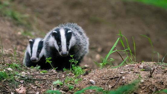 More and more empty badger dens in parts of the