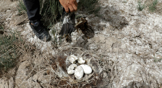 Nearly 300 flamingo chicks rescued after salt lake dries up