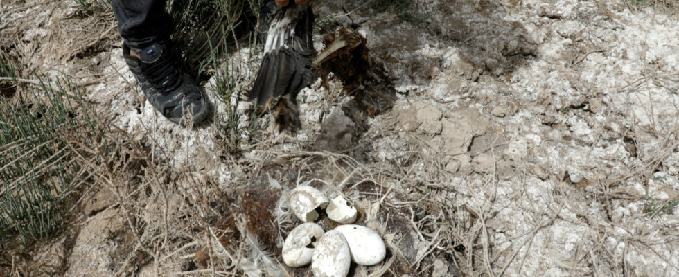 Nearly 300 flamingo chicks rescued after salt lake dries up