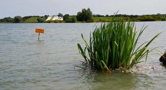 No swimmers in Nedereindse Plas some prohibition signs have disappeared