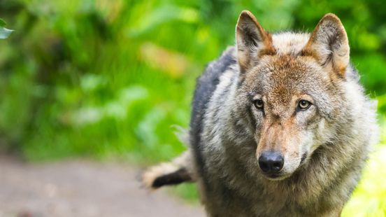 Parents and after school care wolf bit girl very briefly in