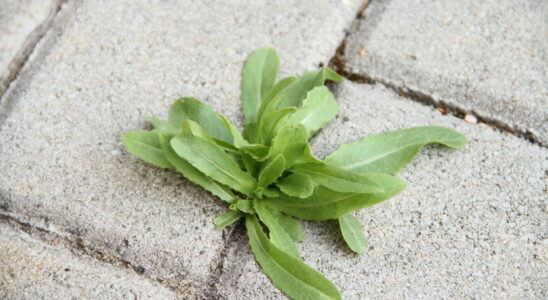 Preventing weeds on the terrace is easy with this quick