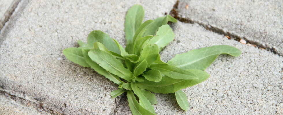 Preventing weeds on the terrace is easy with this quick