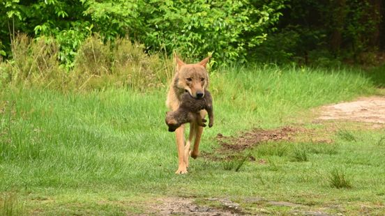 Province wanted photos of wolf with cub offline Very good