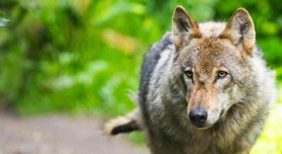 Scare away wolves with paintballs Experts are divided on the