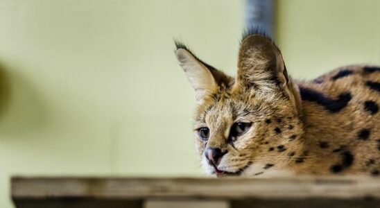 Serval escapes in Lexmond Dont corner him