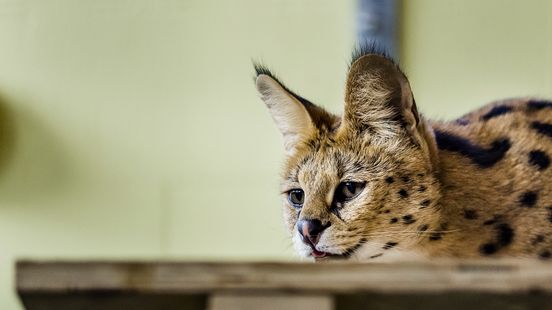 Serval escapes in Lexmond Dont corner him