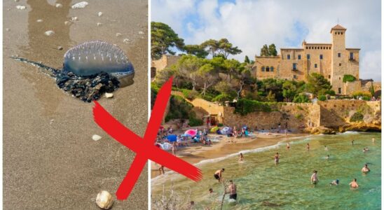 Swimming ban on Spanish beaches deadly animal has been