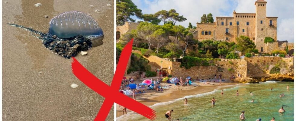 Swimming ban on Spanish beaches deadly animal has been