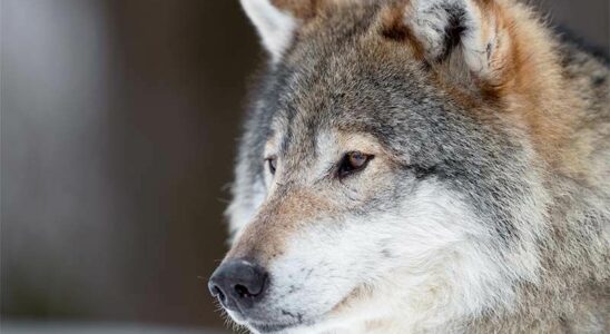 The Meaning and Origin of the Grey Wolf Sign