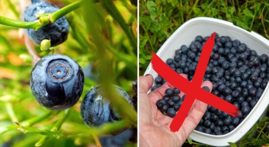 Therefore you should wait to pick blueberries