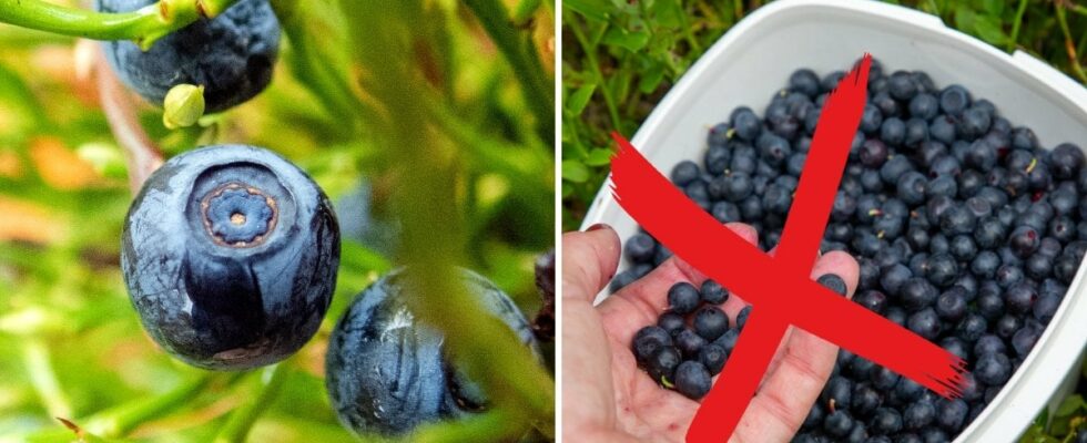 Therefore you should wait to pick blueberries