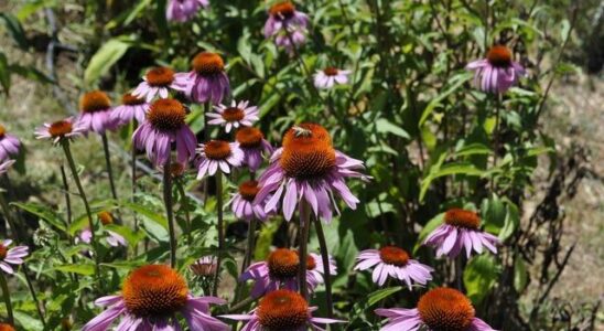 They lie down on thousands of bees and wake up