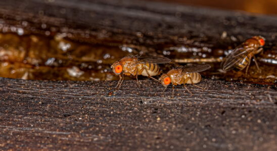 This fly can lay up to 500 eggs in this