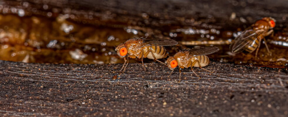 This fly can lay up to 500 eggs in this