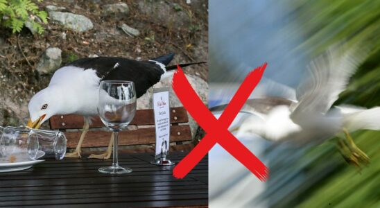 This is how you avoid attacking seagulls