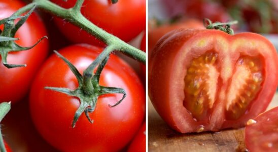 This is why your tomato plant gets yellow leaves