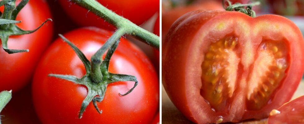 This is why your tomato plant gets yellow leaves