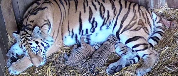 Tiger cubs born on Nordens Ark A bit unusual