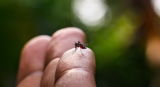 Tiger mosquito 90 of France on red alert