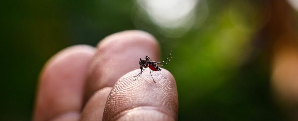 Tiger mosquito 90 of France on red alert