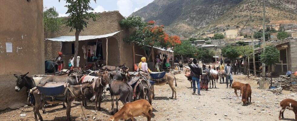 Tigray farmers struggle to recover from war