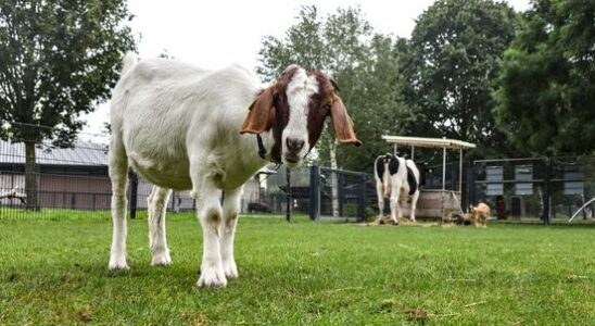 Utrecht animal meadows petting zoos and amateur art saved for