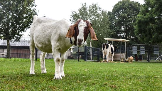 Utrecht animal meadows petting zoos and amateur art saved for