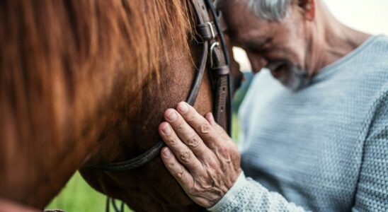 What if horses could help people with Alzheimers disease