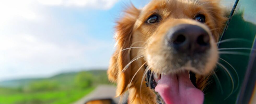 What to do when traveling by car with your pet