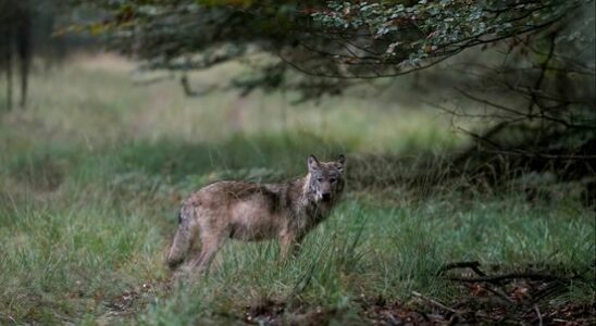 Wolf that attacked dog on a leash is not a