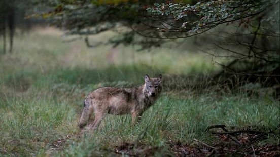 Wolf that attacked dog on a leash is not a