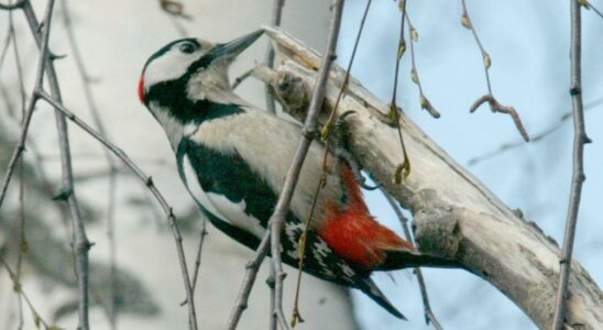 Woodpecker pairs may be hunted after costly injuries