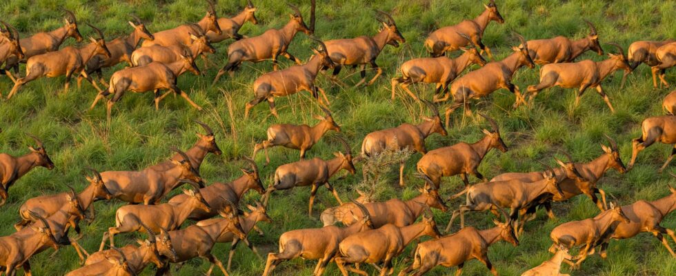 Worlds largest animal migration discovered in South Sudan